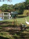 My only visitors on this plein air time were the geese and ducks.  